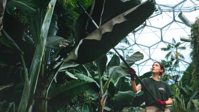 Rainforest leaves being watered in the Rainforet Biome at the Eden Project